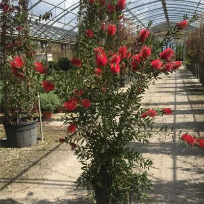 Container 60 - 70 - Lampenputzer - Callistemon laevis