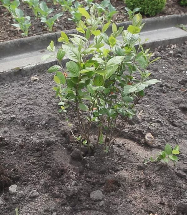 Apfelbeere - Einpflanzen im Garten