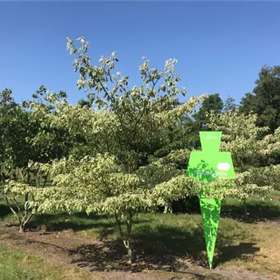 Sol 5xv mDb 200-300 x 200- 250 - Hoher Weißbunter Etagen-Hartriegel - Cornus controversa 'Variegata' - Collection