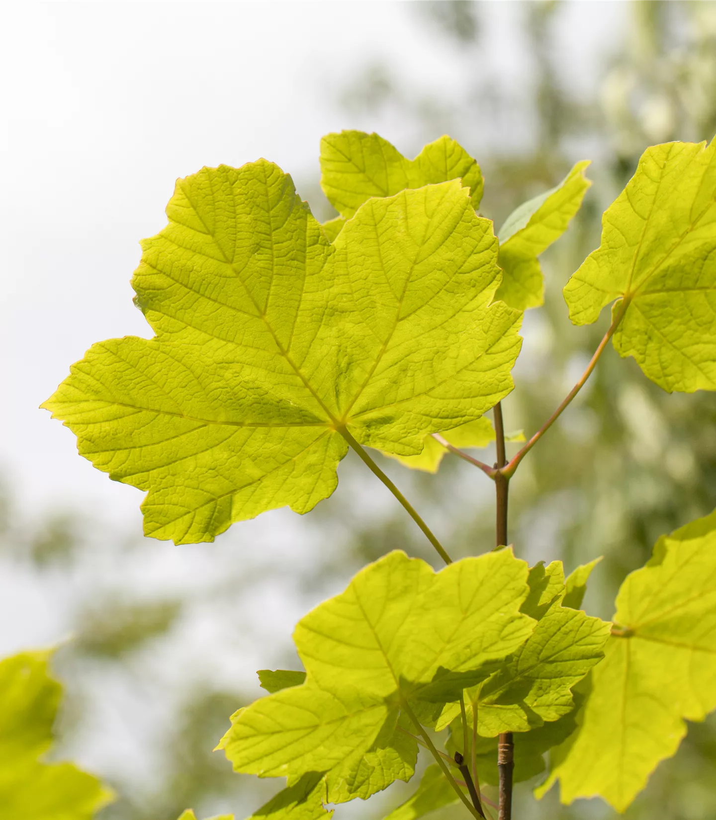 Acer opalus