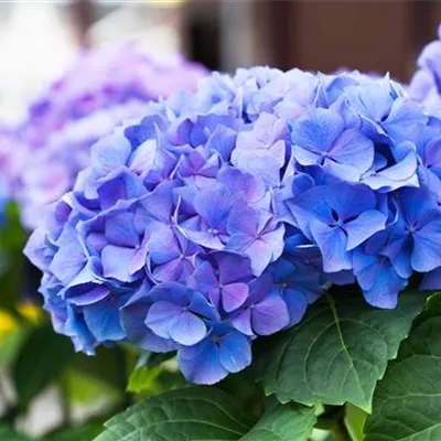 Topfgrösse 4 Liter - Hortensie - Hydrangea macrophylla 'Early Blue'