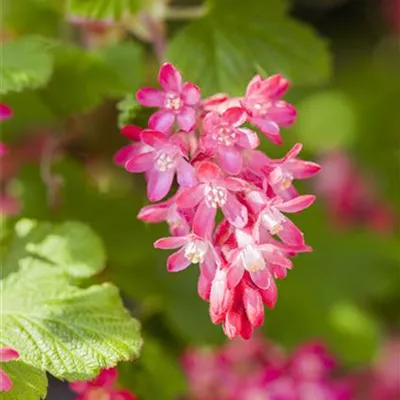 Container 70 - 80 - Blutjohannisbeere - Ribes sanguineum 'King Edward VII'