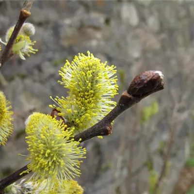 Container 60 - 70 - Ohrweide - Salix aurita