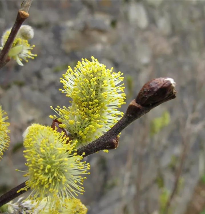 Ohrweide - Salix aurita