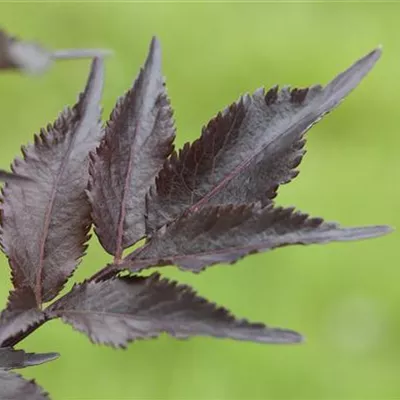 Container 70 - 80 - Schwarzer Holunder - Sambucus nigra 'Black Beauty'