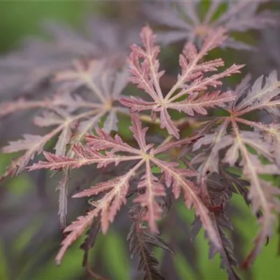 im Container 80 - 100 - Japan. Ahorn, Fächerahorn - Acer palmatum 'Tamukeyama'