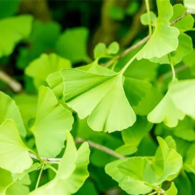 im Container 175 - 200 - Mädchenhaarbaum - Ginkgo biloba 'Fastigiata'