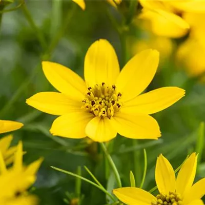 Topfgrösse 1 Liter - Mädchenauge - Coreopsis tripteris