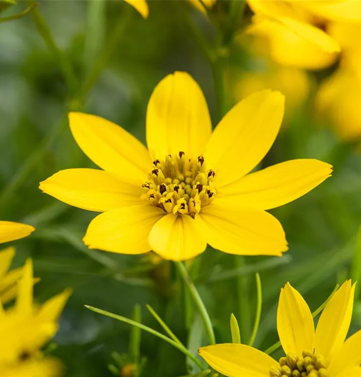 Mädchenauge - Coreopsis tripteris