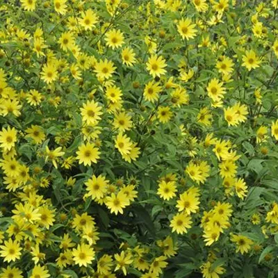 Topfgrösse 1 Liter - Sonnenblume - Helianthus microcephalus