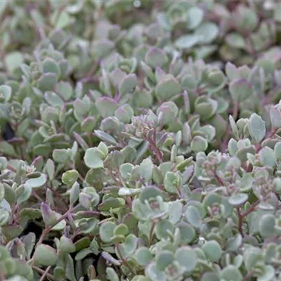 Topfgrösse 0.5 Liter - Fettblatt, Fetthenne - Sedum cauticola 'Lidakense'