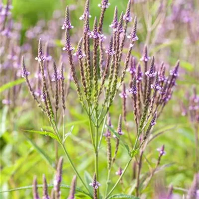 Topfgrösse 0.5 Liter - Eisenkraut - Verbena officinalis