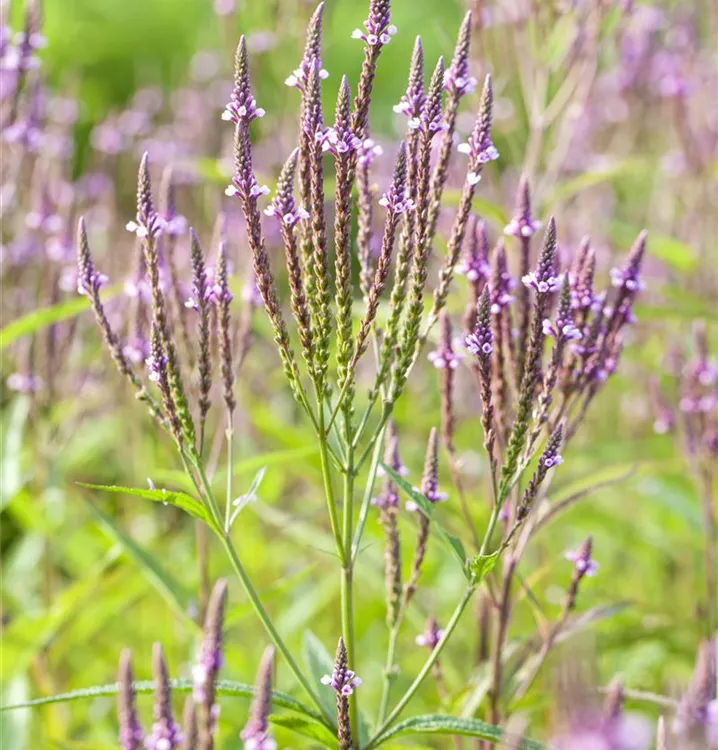 Eisenkraut - Verbena officinalis