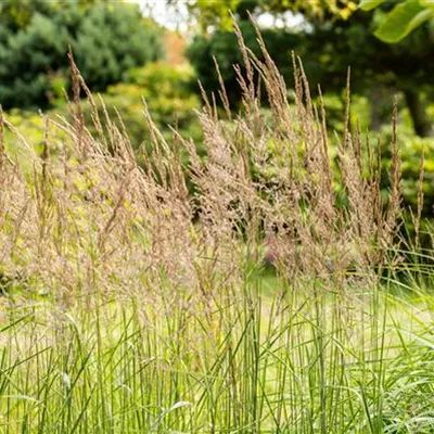 Topfgrösse 0.5 Liter - Indianergras - Sorghastrum nutans