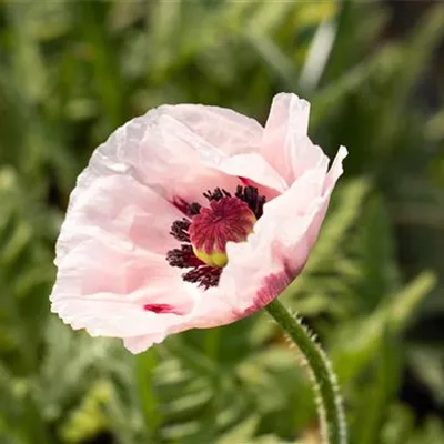 Topfgrösse 1 Liter - Türkischer Mohn - Papaver orientale 'Royal Wedding'