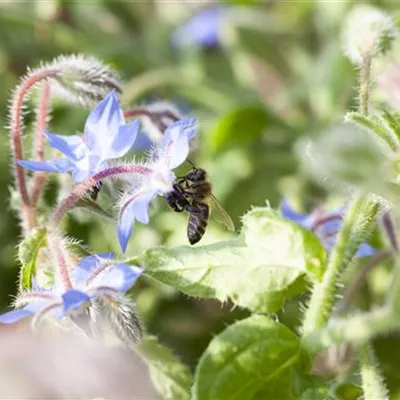 Topfgrösse 0.5 Liter - Borago officinalis