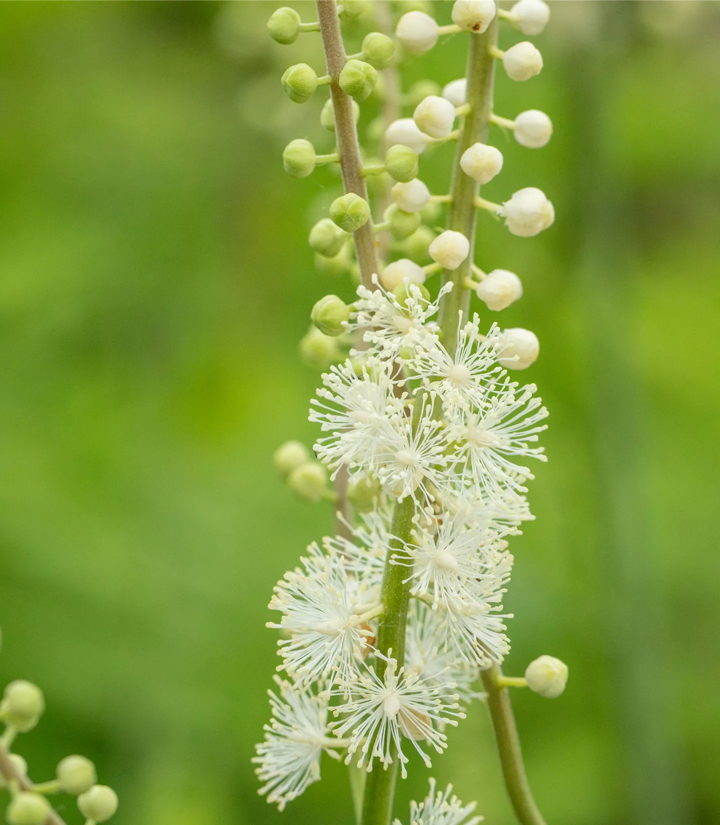 Actaea acerina 'Compacta'