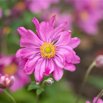 Topfgrösse 1 Liter - Herbstanemone - Anemone hupehensis 'Prinz Heinrich'