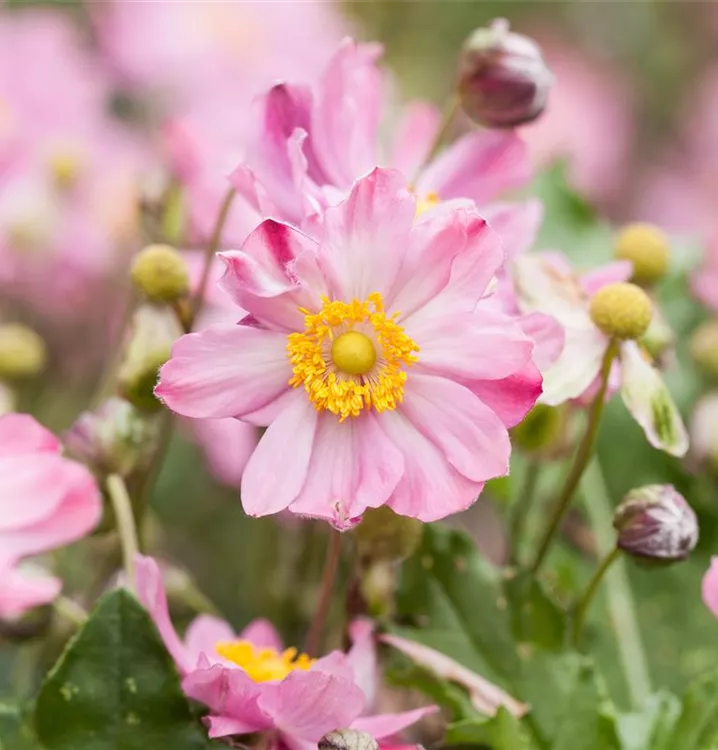 Herbstanemone - Anemone hybrida (x) 'Königin Charlotte'