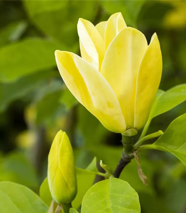 Magnolia brooklynensis (x) 'Yellow Bird'