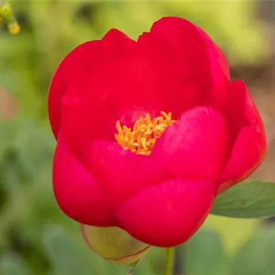 Topfgrösse 1 Liter - Garten-Pfingstrose 'Flame' - Paeonia (Lactiflora-Gruppe) 'Flame'