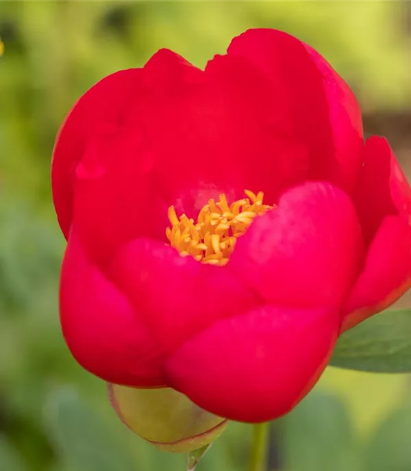 Paeonia (Lactiflora-Gruppe) 'Flame'