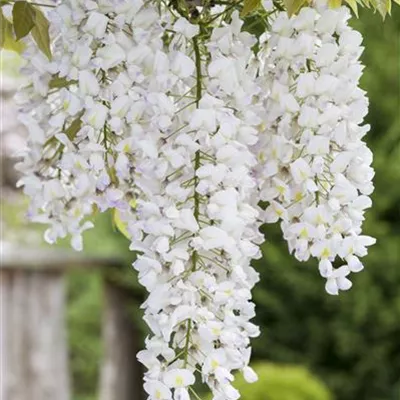 Topfgrösse 4 Liter Höhe 100 - 125cm - Weisser Blauregen 'Shiro-Noda' - Wisteria floribunda 'Shiro Naga'