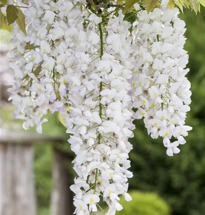 Glycine du Japon 'Alba'