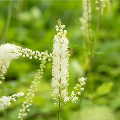 Topfgrösse 1 Liter - September-Silberkerze 'White Pearl' - Actaea simplex 'White Pearl'