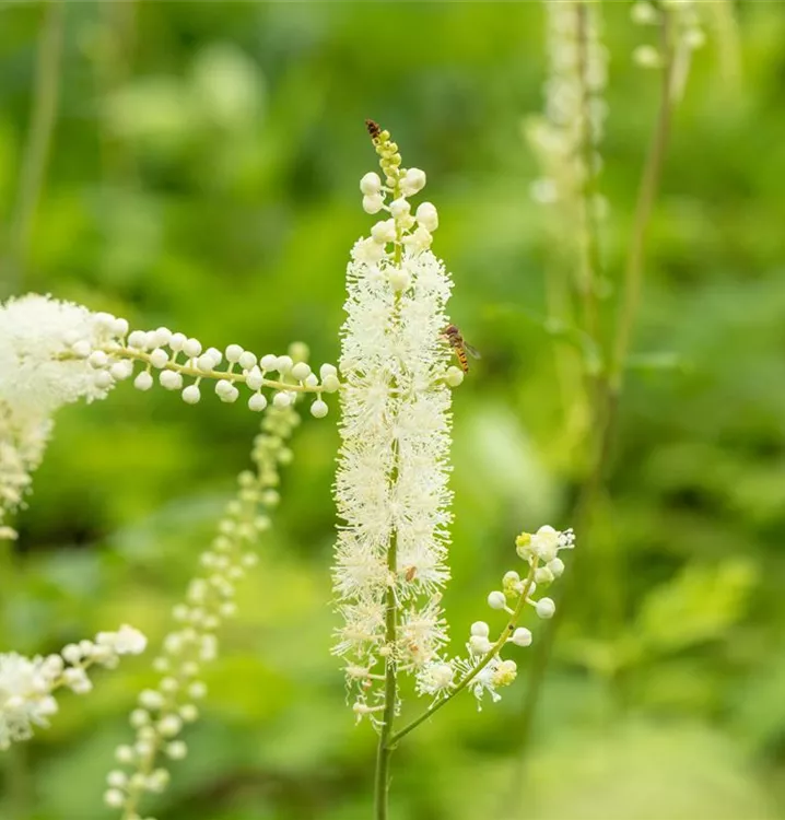 September-Silberkerze 'White Pearl' - Actaea simplex 'White Pearl'