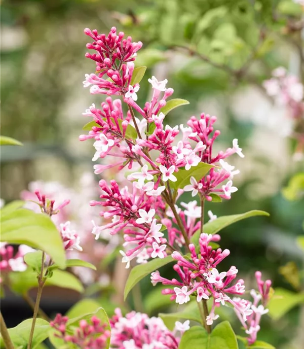 Syringa (Villosae-Gruppe) 'Redwine'