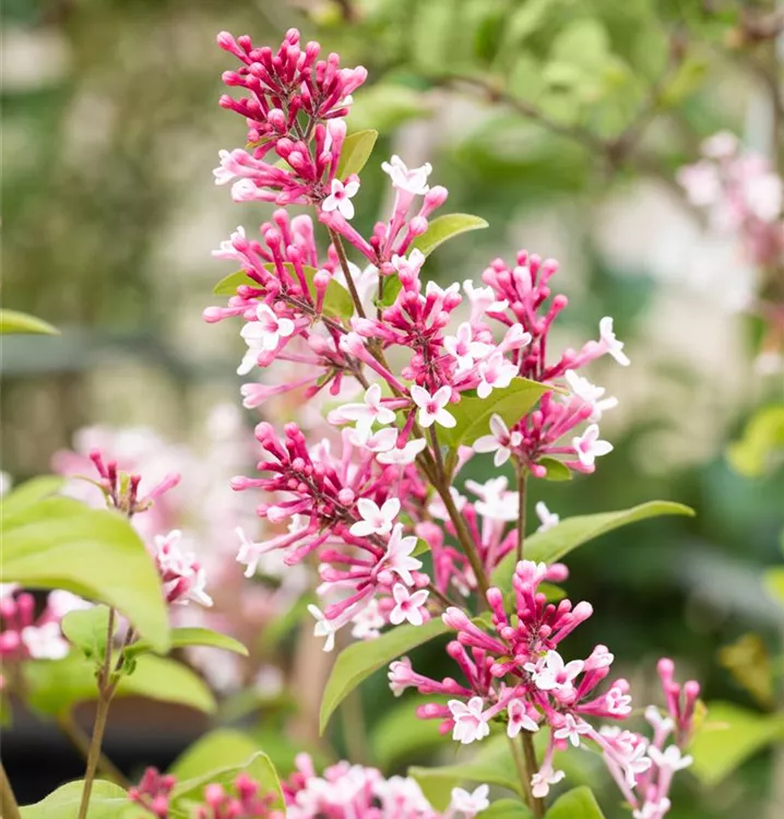 Flieder 'Redwine' - Syringa (Villosae-Gruppe) 'Redwine'