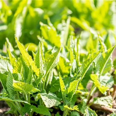 Topfgrösse 1 Liter - Klebrige Salbei - Salvia glutinosa