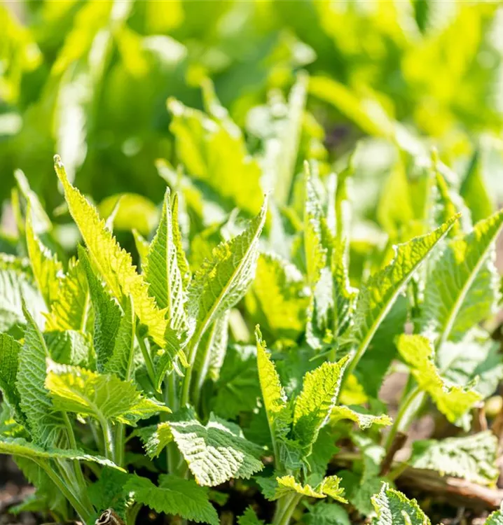 Klebriger Salbei - Salvia glutinosa CH-Oekotyp