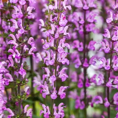 Topfgrösse 0.5 Liter - Garten-Blüten-Salbei 'Rose Queen' - Salvia nemorosa 'Rose Queen'