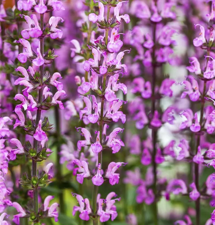 Garten-Blüten-Salbei 'Rose Queen' - Salvia nemorosa 'Rose Queen'