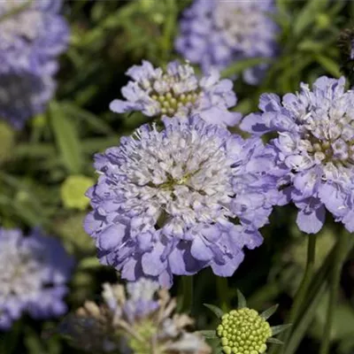 Topfgrösse 1 Liter - Grosse Garten-Skabiose 'Fama' - Scabiosa caucasica 'Fama'