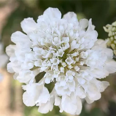 Topfgrösse 1 Liter - Grosse Garten-Skabiose 'Miss E. Willmott' - Scabiosa caucasica 'Miss Willmott'