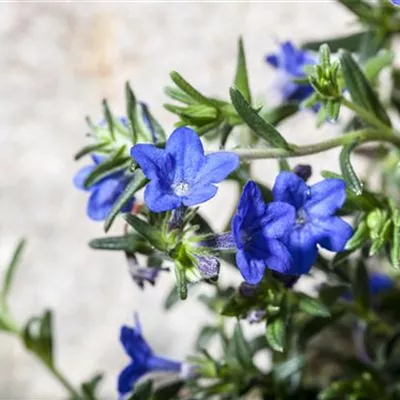 Topfgrösse 0.5 Liter - Purpurblauer Steinsame - Buglossoides purpurocaerulea