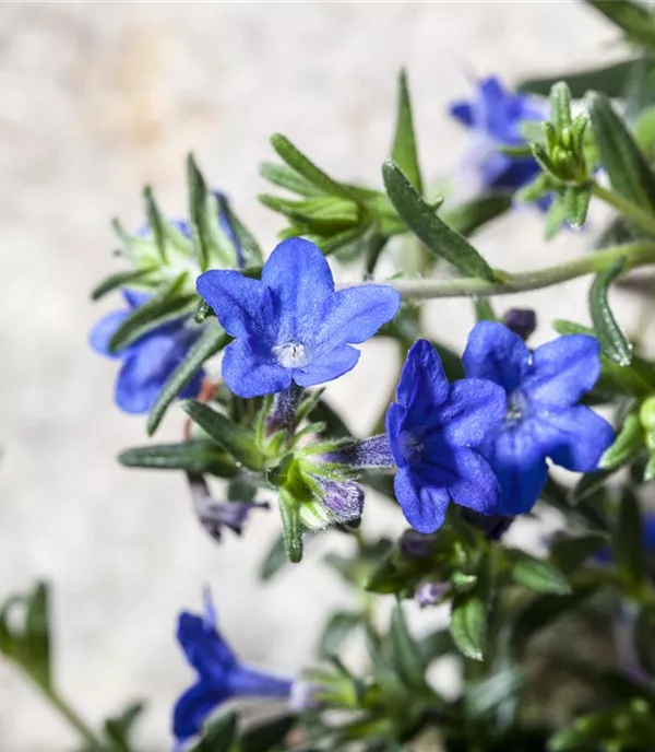 Buglossoides purpurocaerulea