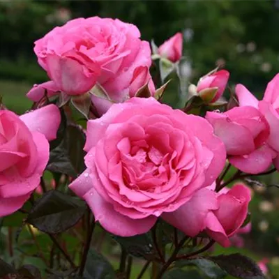 im Container - Edelrose 'Eliza'® - Rosa (Teehybride) 'Eliza'