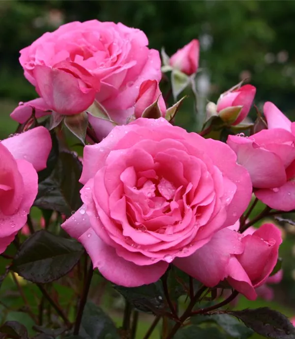 Rosa (Teehybride) 'Eliza'