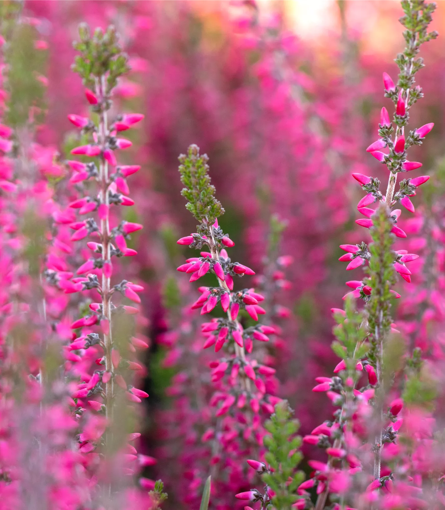 Calluna vulgaris rosa