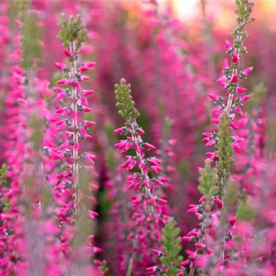  10 - 15 - Besenheide - Calluna vulgaris rosa