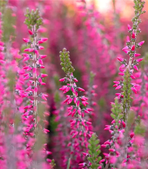 Calluna vulgaris rosa