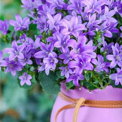 Topfgrösse 0.5 Liter - Garten-Hängepolster-Glockenblume 'Blauranke' - Campanula poscharskyana 'Blauranke'