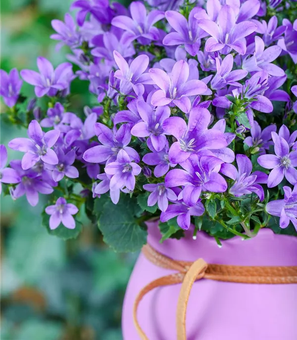 Campanula poscharskyana 'Blauranke'