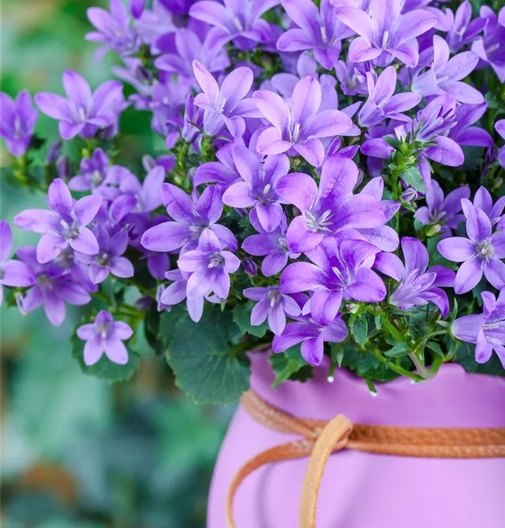 Garten-Hängepolster-Glockenblume 'Blauranke' - Campanula poscharskyana 'Blauranke'