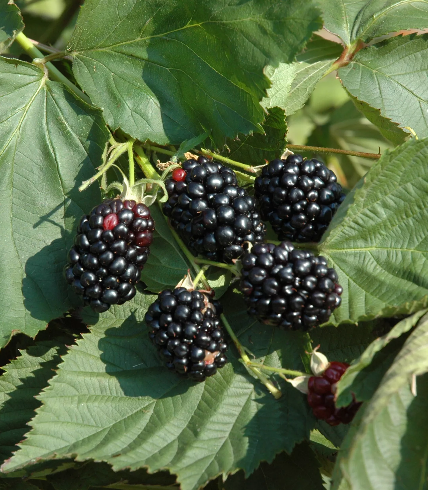 Rubus (Brombeere) 'Theodor Reimers'