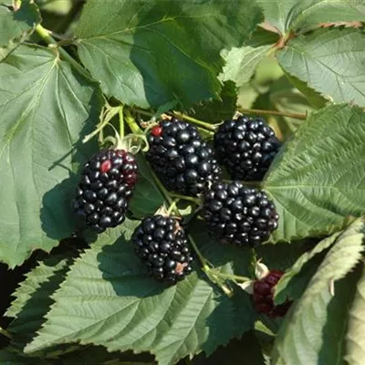 im Container - Brombeere 'Theodor Reimers' - Rubus (Brombeere) 'Theodor Reimers'